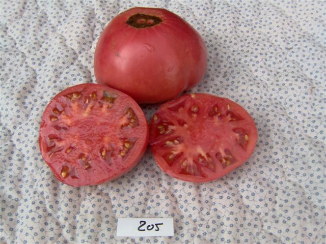 Brandywine Pink Tomato Seeds QTY. 25 (Indeterminate) - Heirloom Vegetable  Seeds
