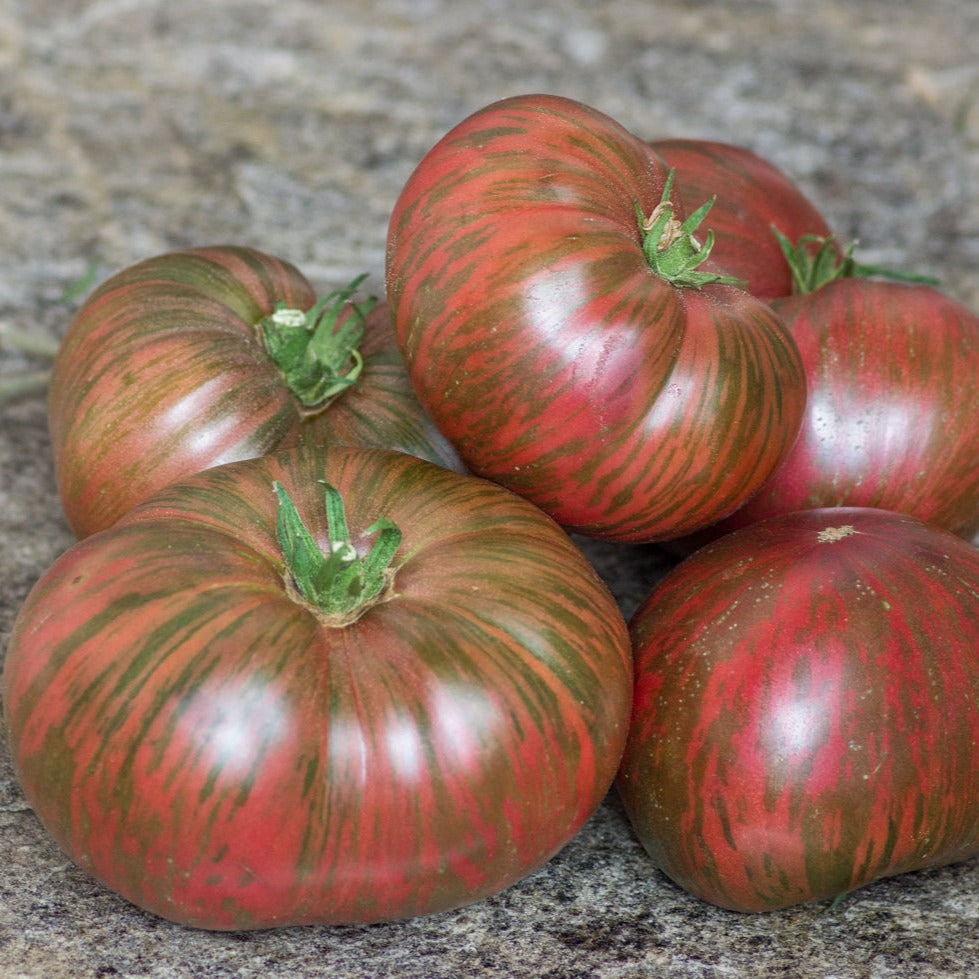 Pink Berkeley Tie Dye Tomato Seeds