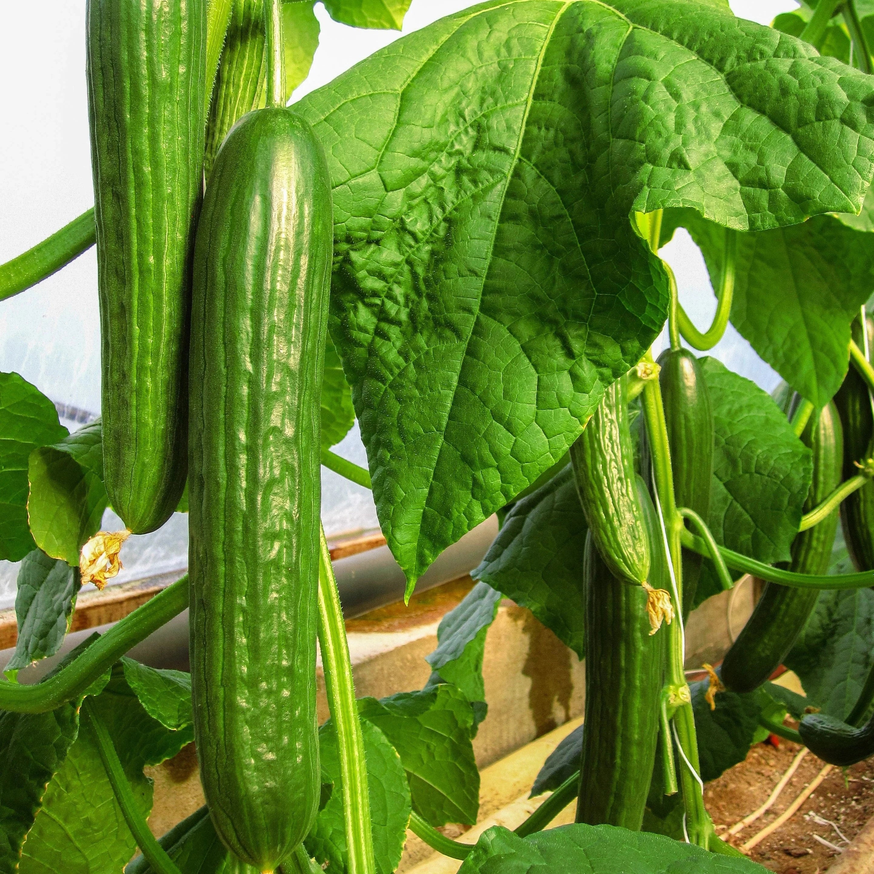 Telegraph Improved Cucumber Seeds