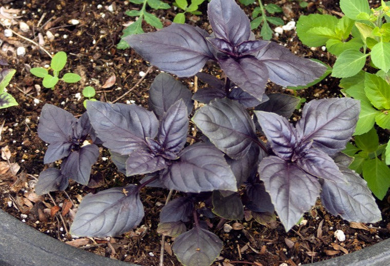 Basil Rosie Organic Greta s Family Gardens