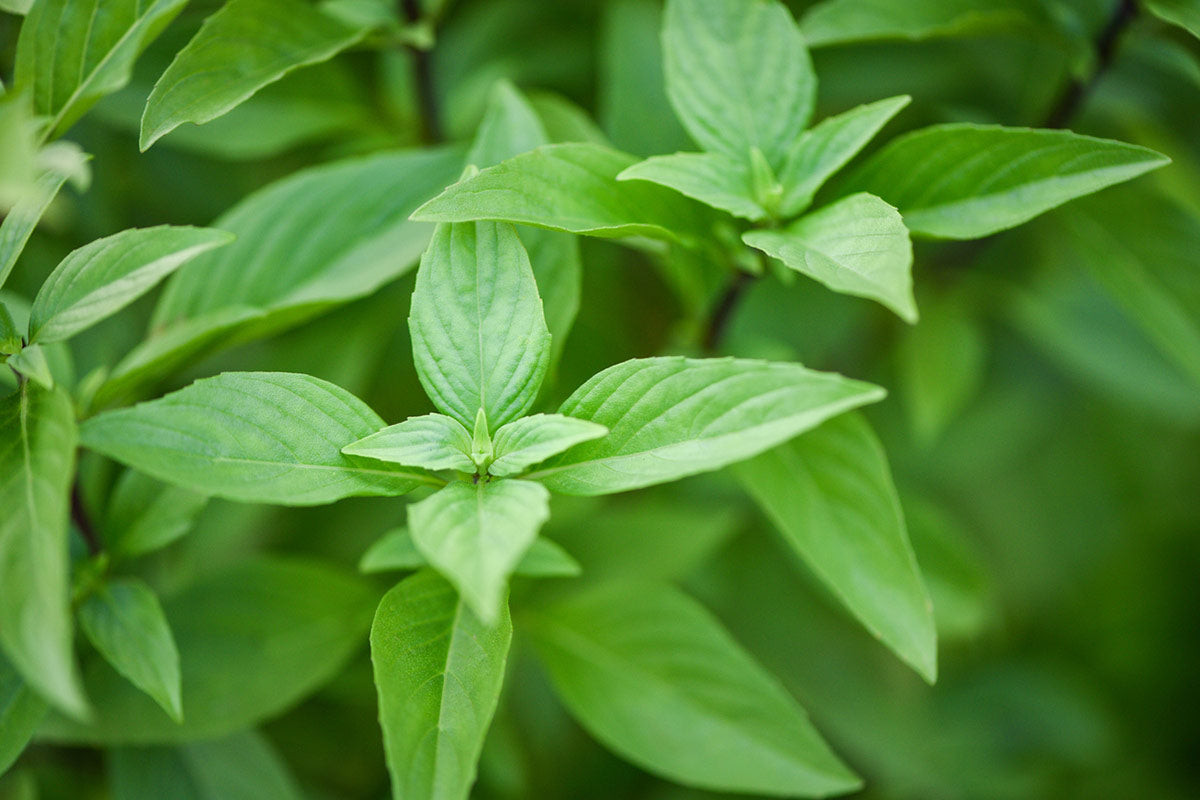 Basil Lime Organic Greta s Family Gardens