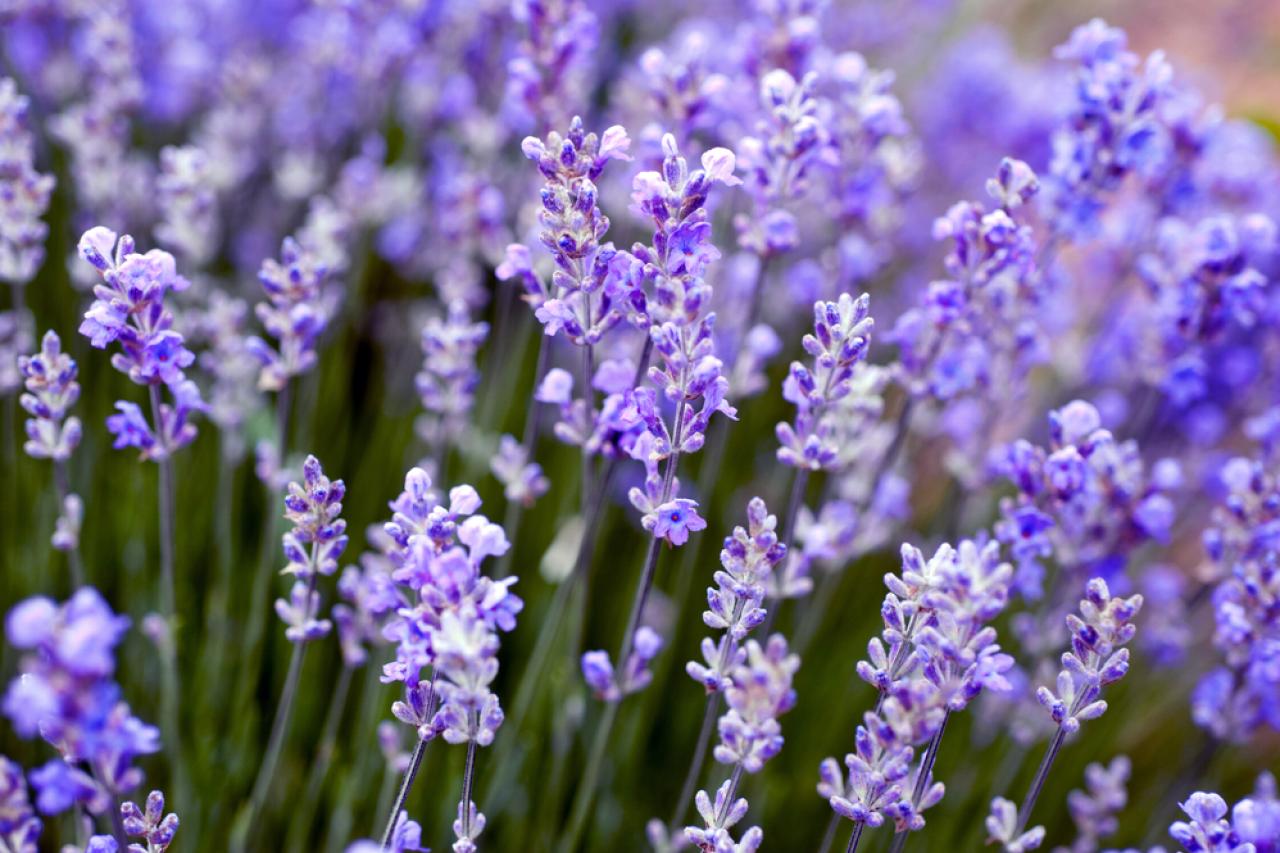 Lavender Stoechas – Kahikatea Farm Certified Organic Nursery and  Permaculture Farm