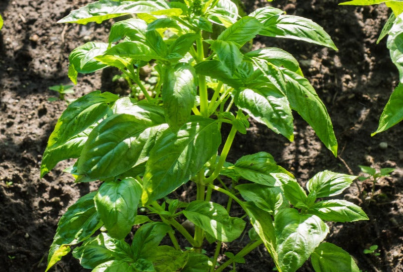 Basil Lettuce Leaf Greta s Family Gardens