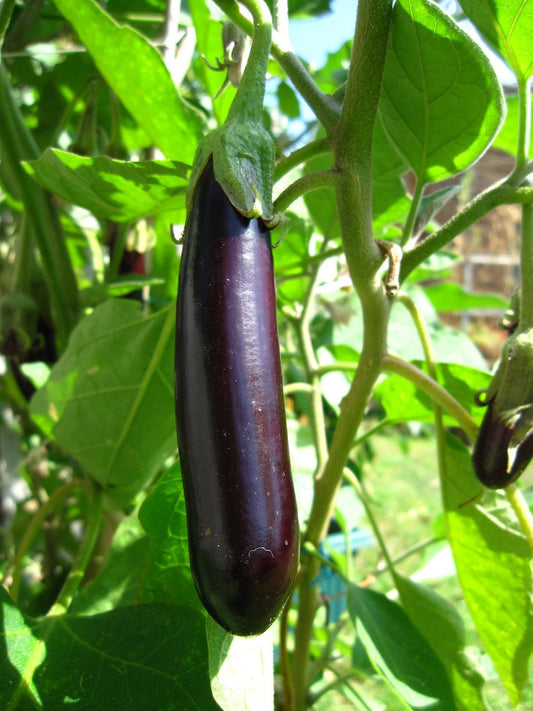 Eggplant Soup - Greta's Family Gardens