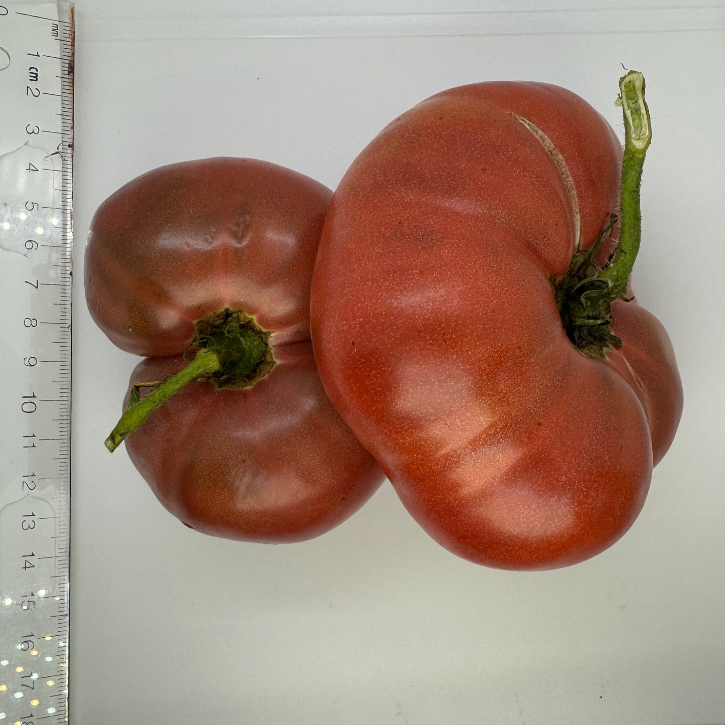 Rosella Purple Tomate - Biologique