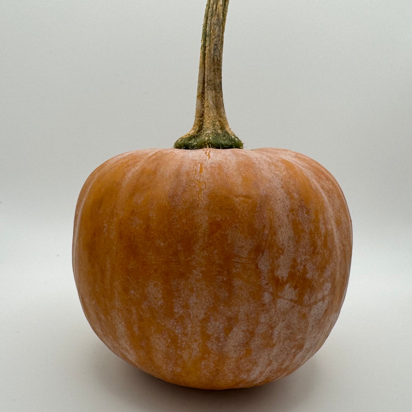 Lodi Squash