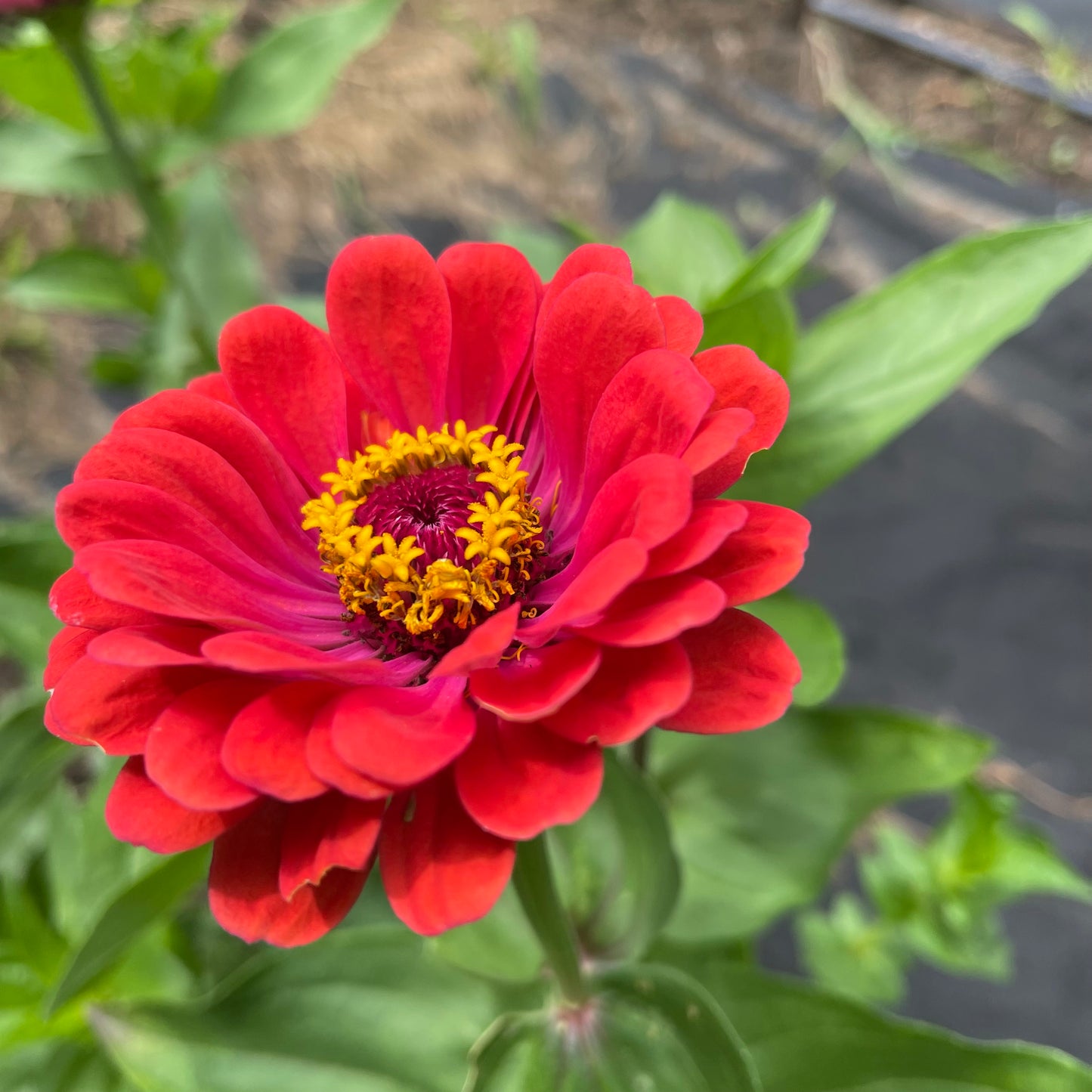 Mélange de tapis Zinnia - Biologique