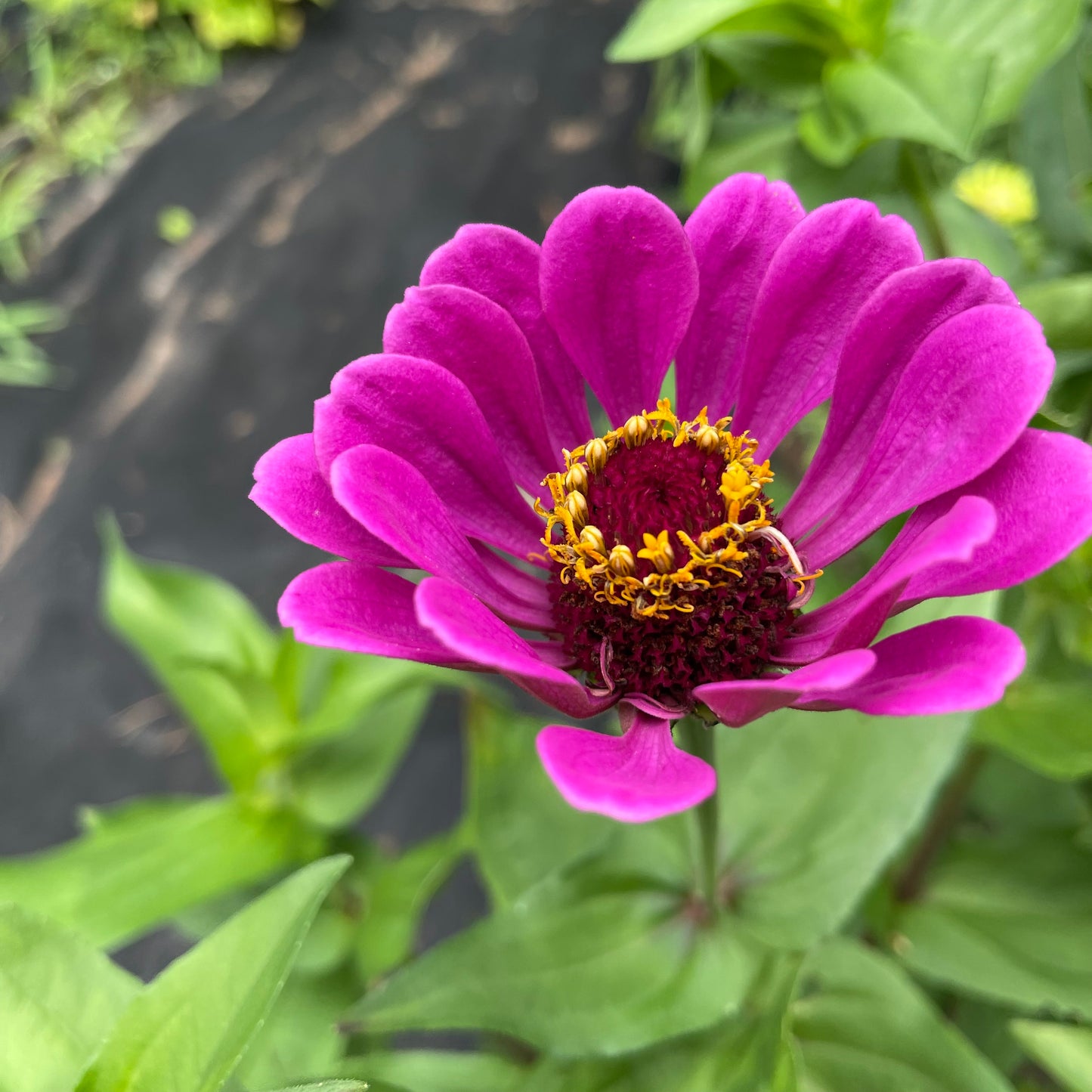 Mélange de tapis Zinnia - Biologique