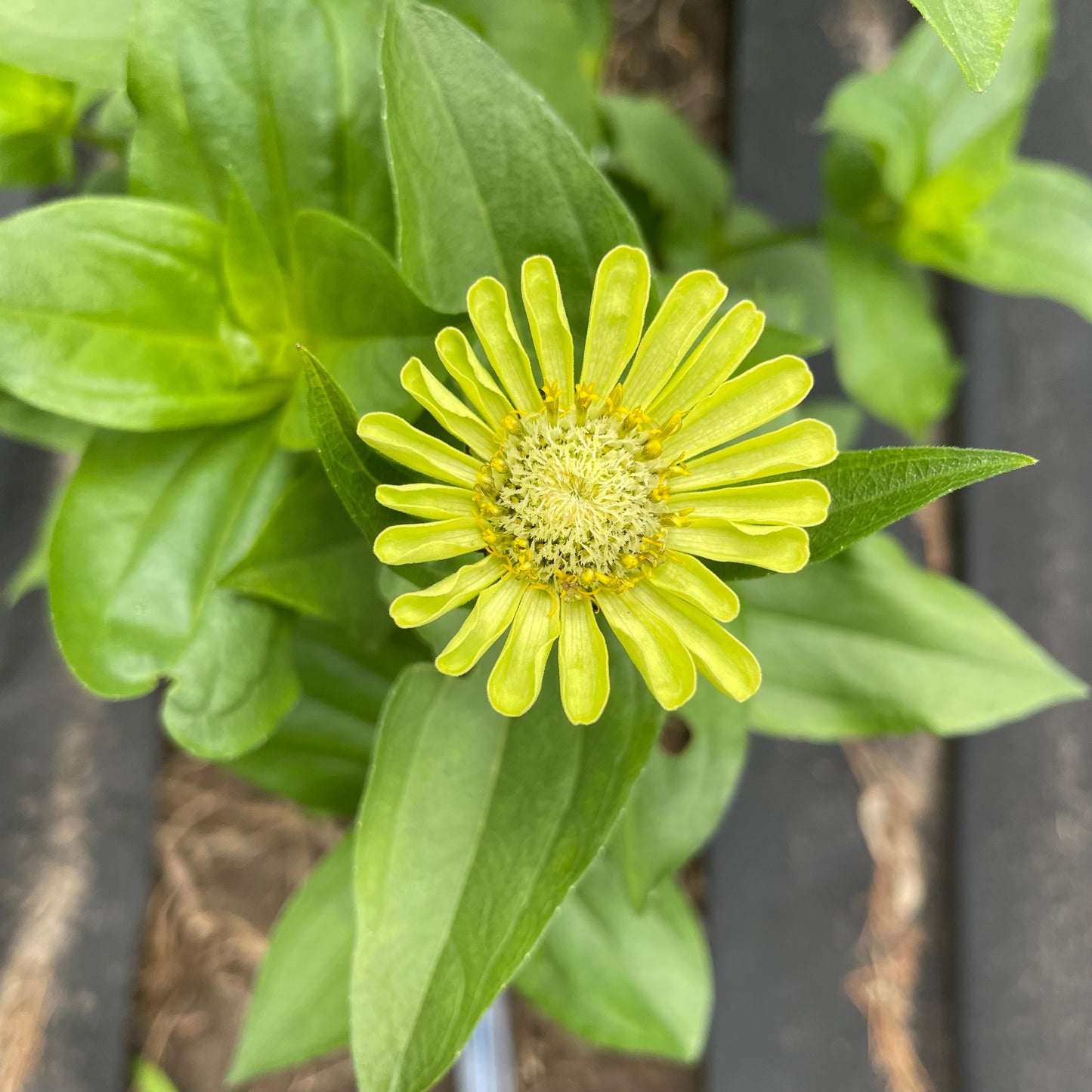 Mélange de tapis Zinnia - Biologique