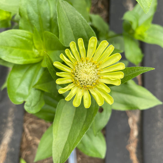 Mélange de tapis Zinnia - Biologique