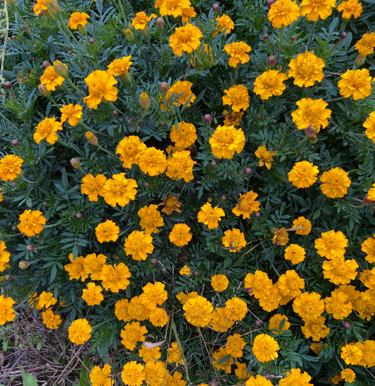 Marigold Lemon Gem