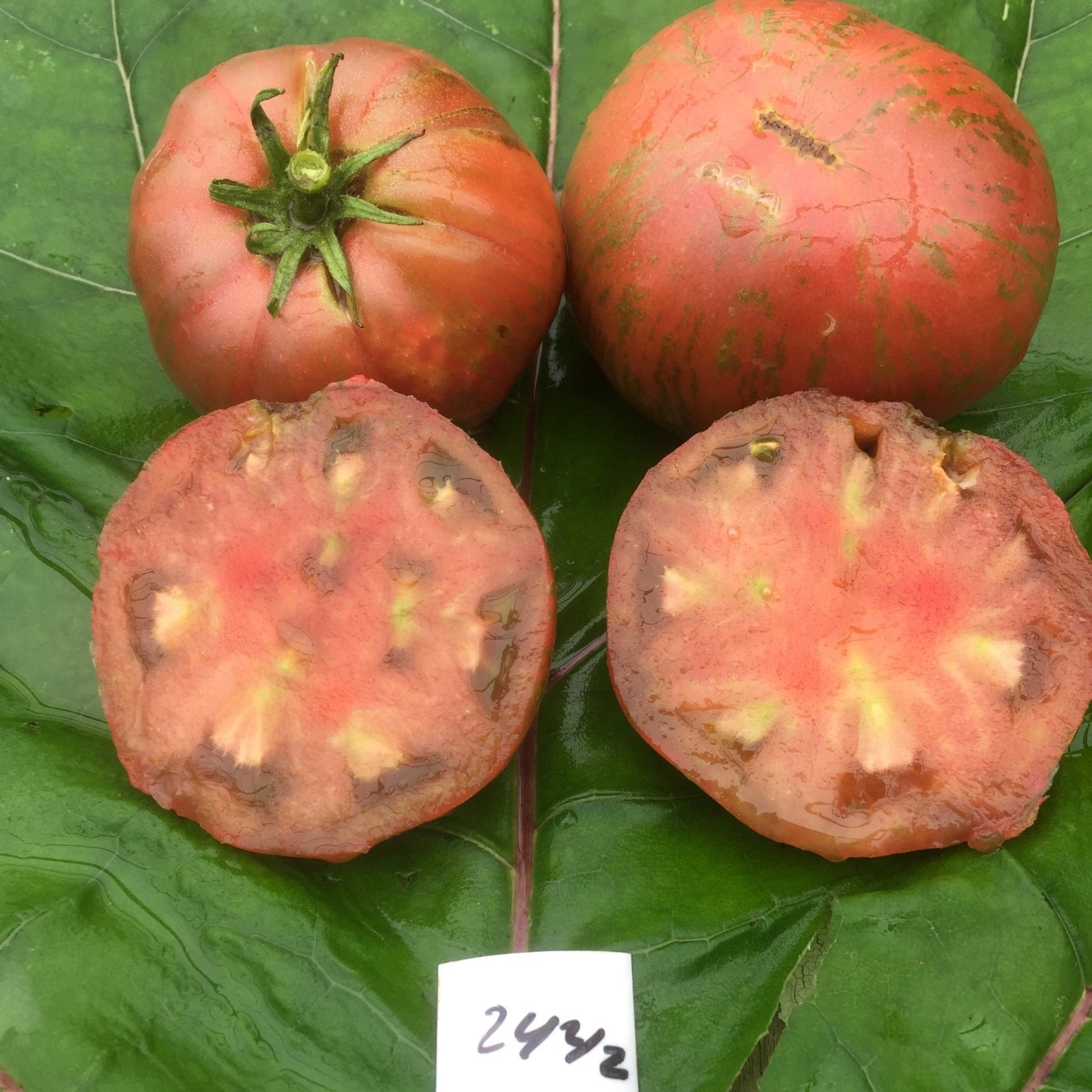 Adelaide Festival Tomato - Greta's Family Gardens