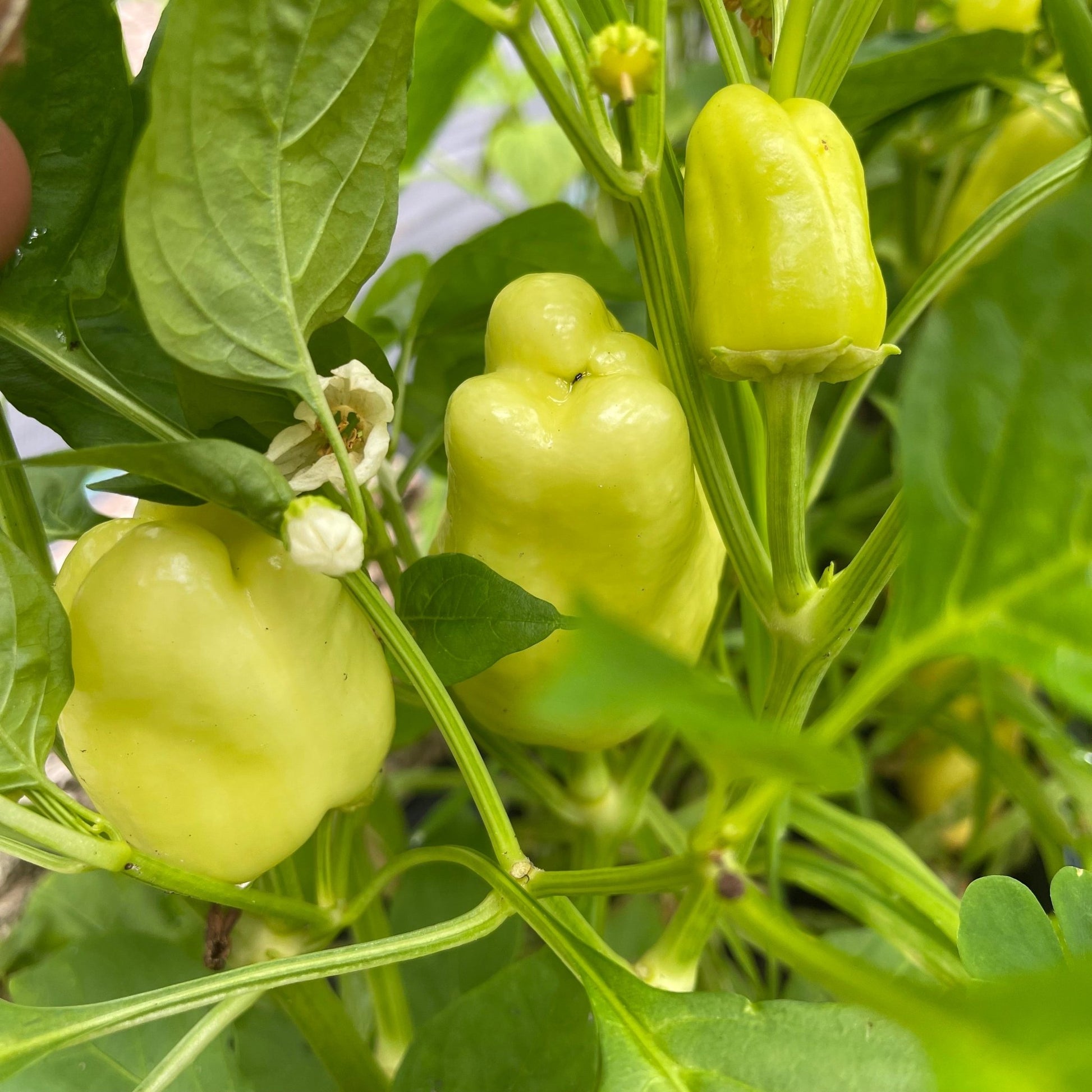 Alba Regia Pepper - Greta's Family Gardens