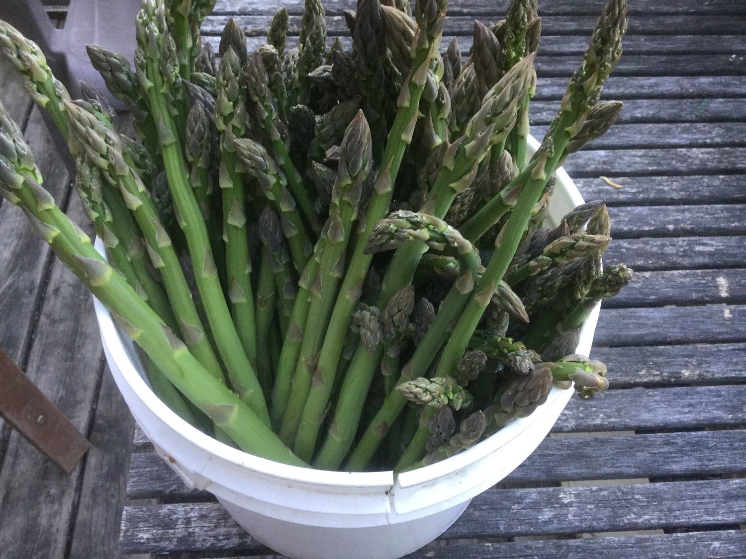 ASPARAGUS