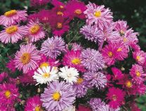 Aster Nova Mix - Greta's Family Gardens