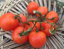 Auriga Tomato - Greta's Family Gardens