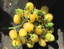 Barry's Crazy Cherry Tomato - Greta's Family Gardens