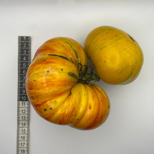 Beauty King Tomato - Greta's Family Gardens