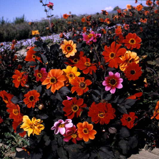 Bishop's Children Dahlia - Greta's Family Gardens