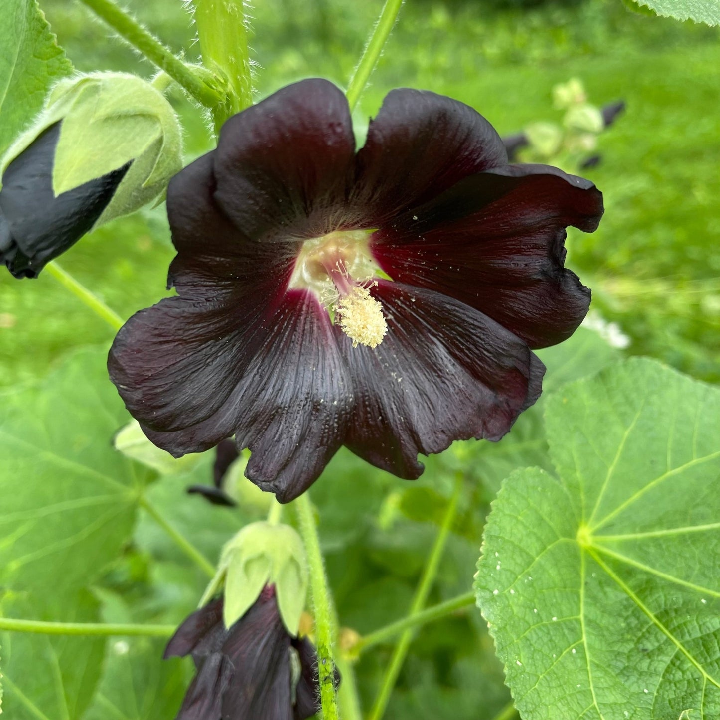 Black Hollyhock - Greta's Family Gardens