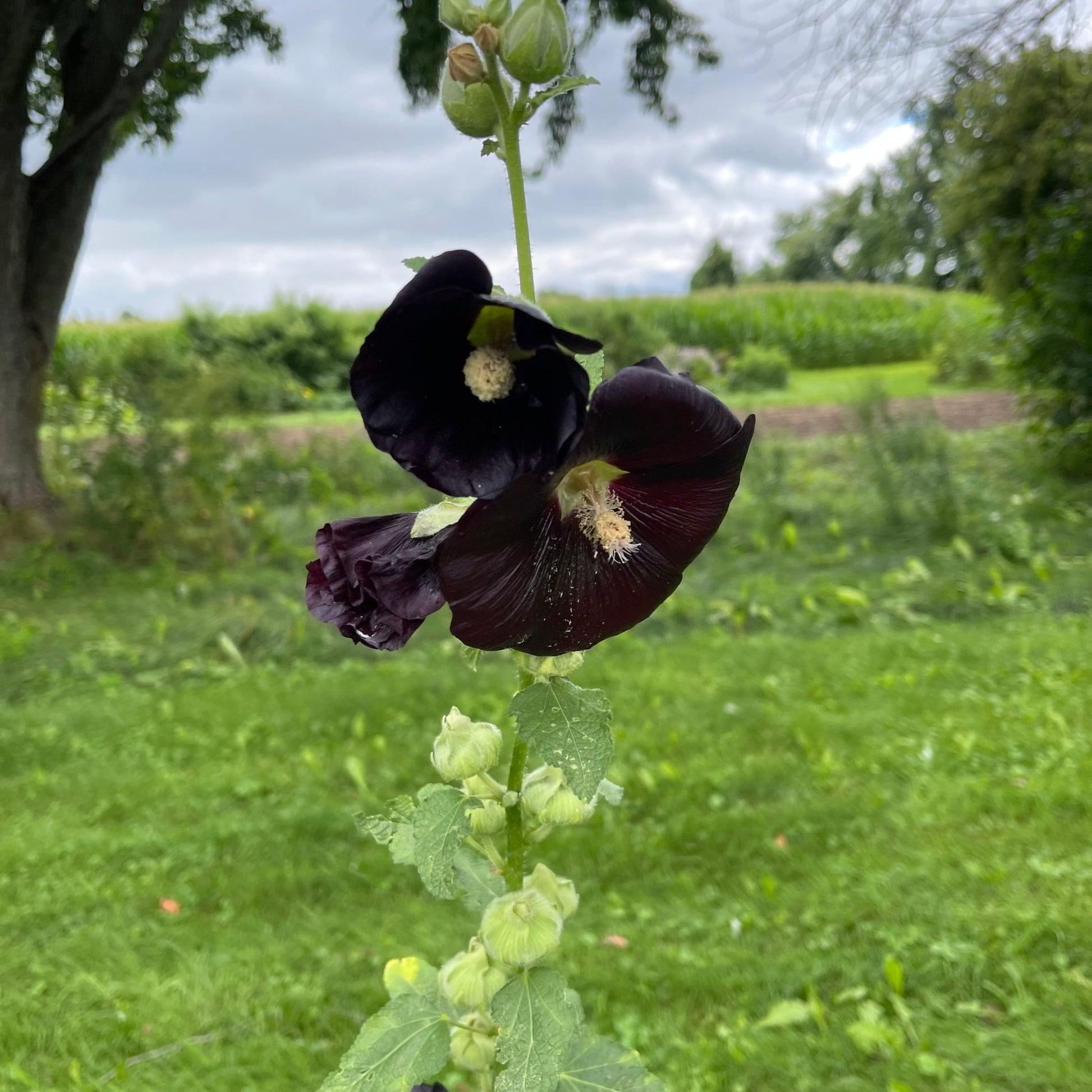 Black Hollyhock - Greta's Family Gardens