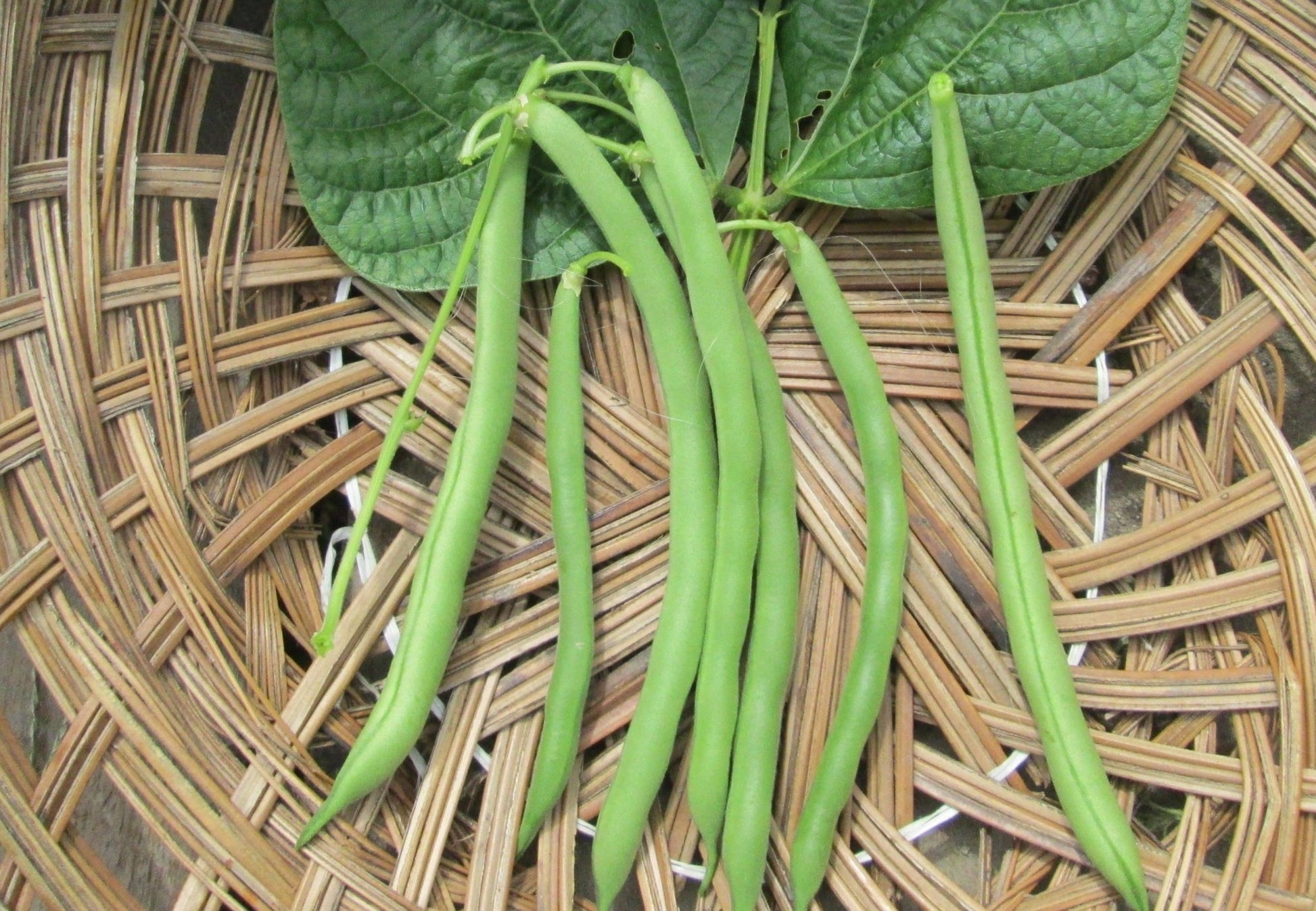 Blue Lake Beans - Greta's Family Gardens