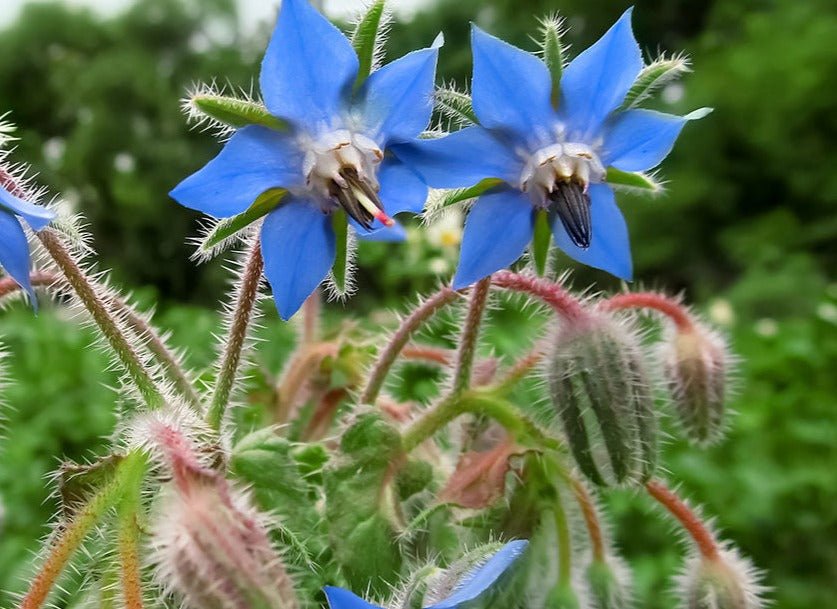 Borage - Organic - Greta's Family Gardens