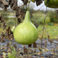 Bottle Gourd - Greta's Family Gardens