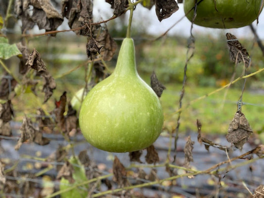 Bottle Gourd - Greta's Family Gardens