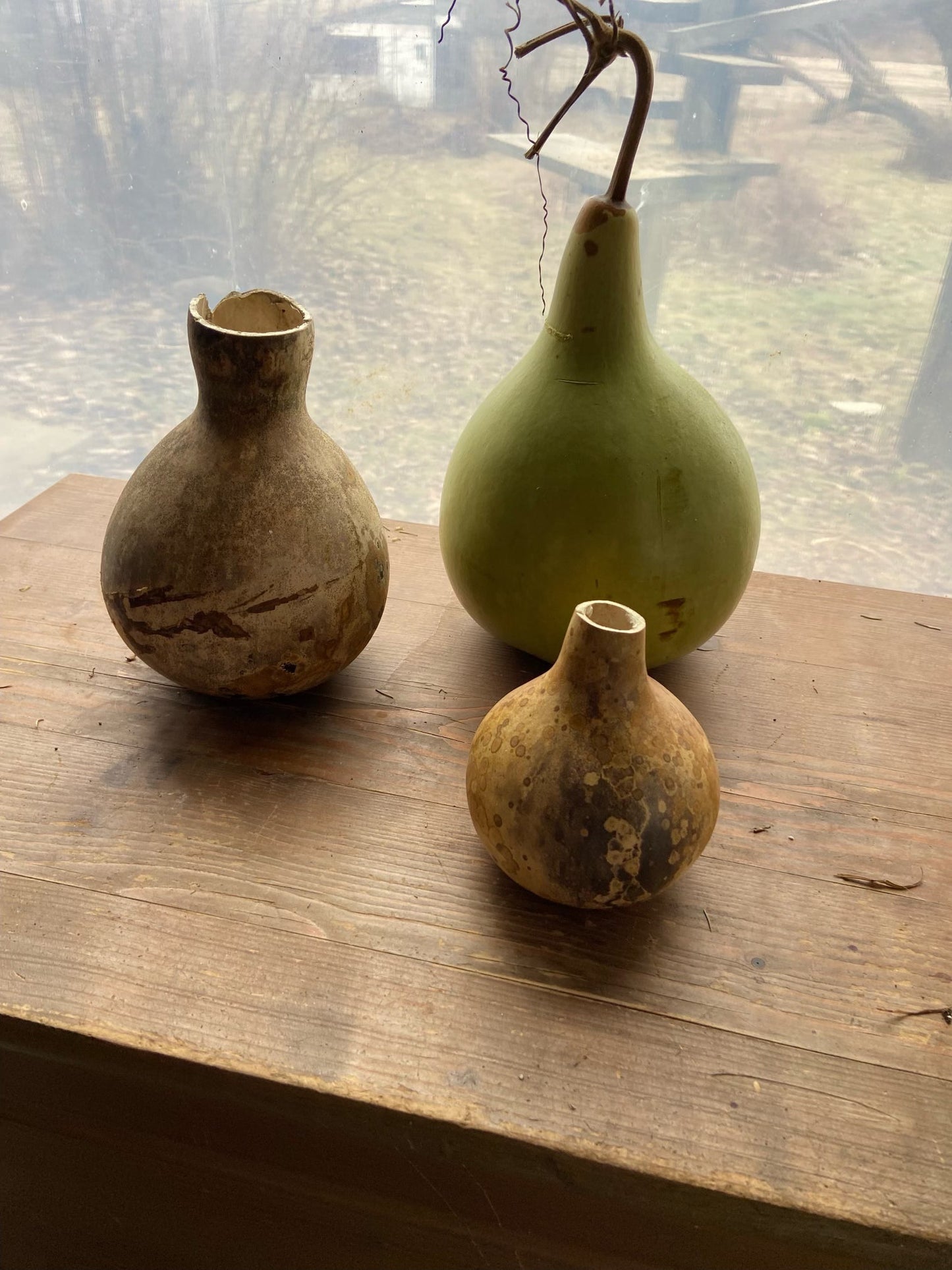 Bottle Gourd - Greta's Family Gardens