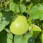 Bottle Gourd - Greta's Family Gardens