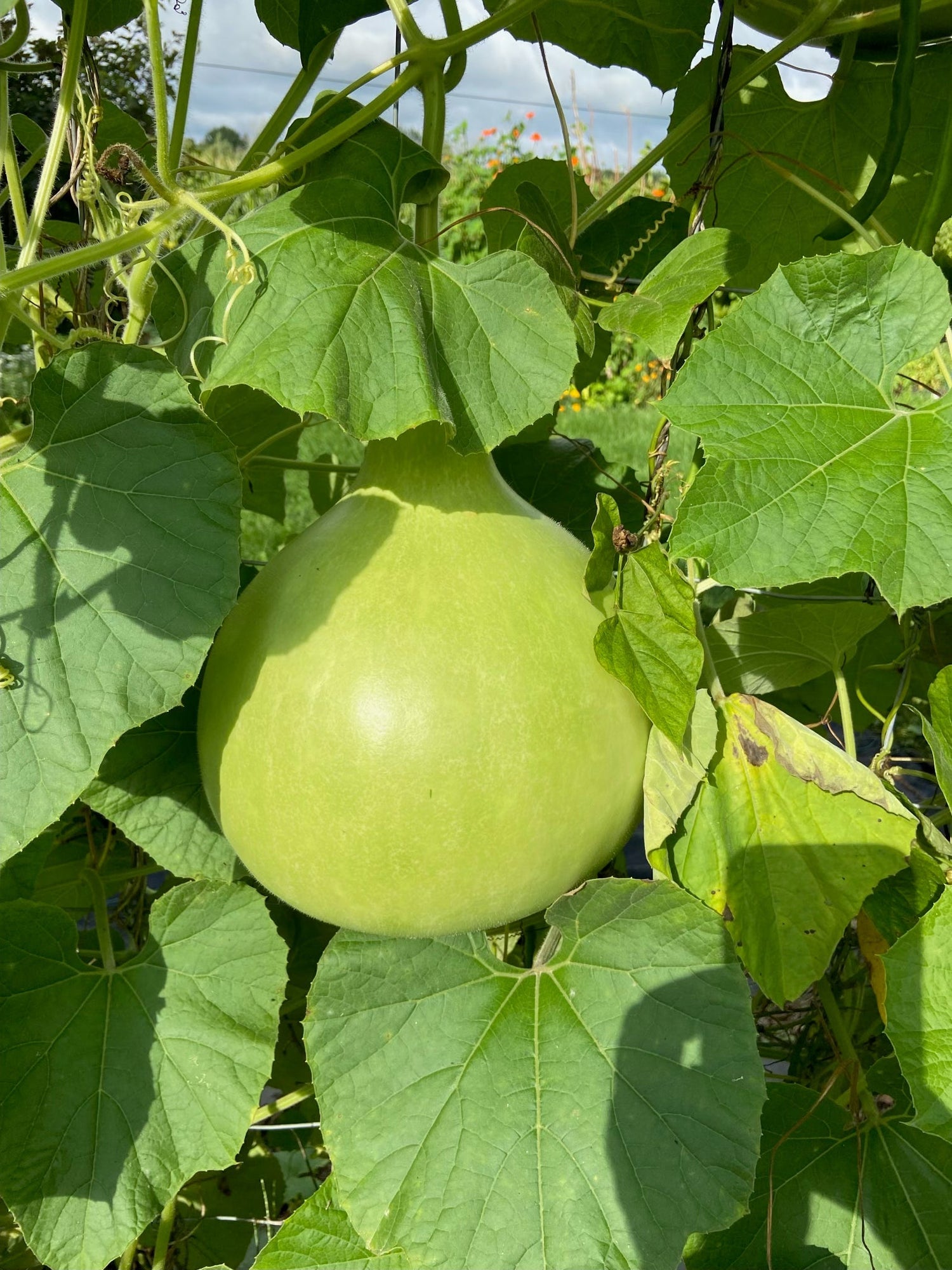 GOURDS