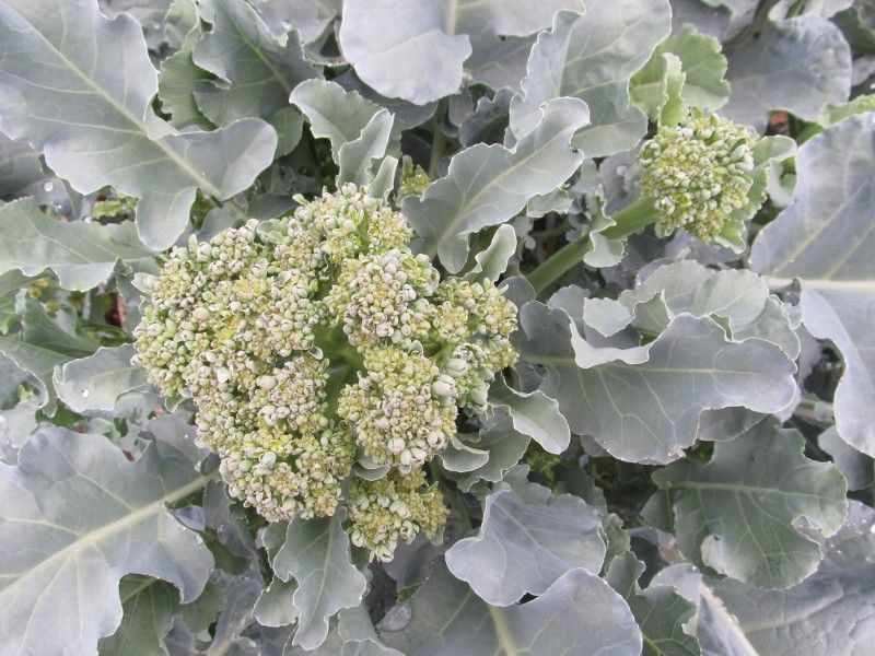 Broccoli, Piracicaba - Greta's Family Gardens