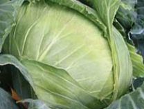 Brunswick Cabbage - Greta's Family Gardens