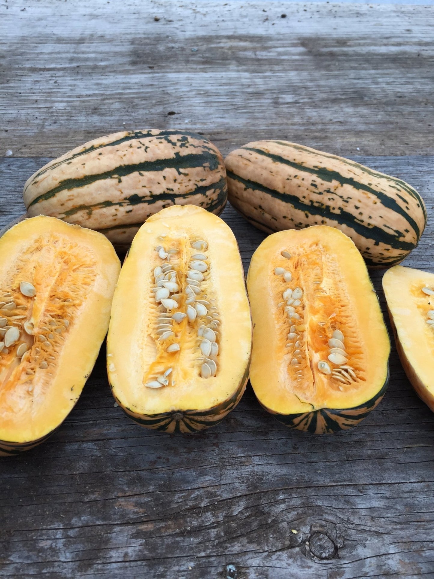 Candystick Delicata Squash - Greta's Family Gardens