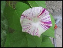 Carnevale di Venezia Morning Glory flower - Greta's Family Gardens