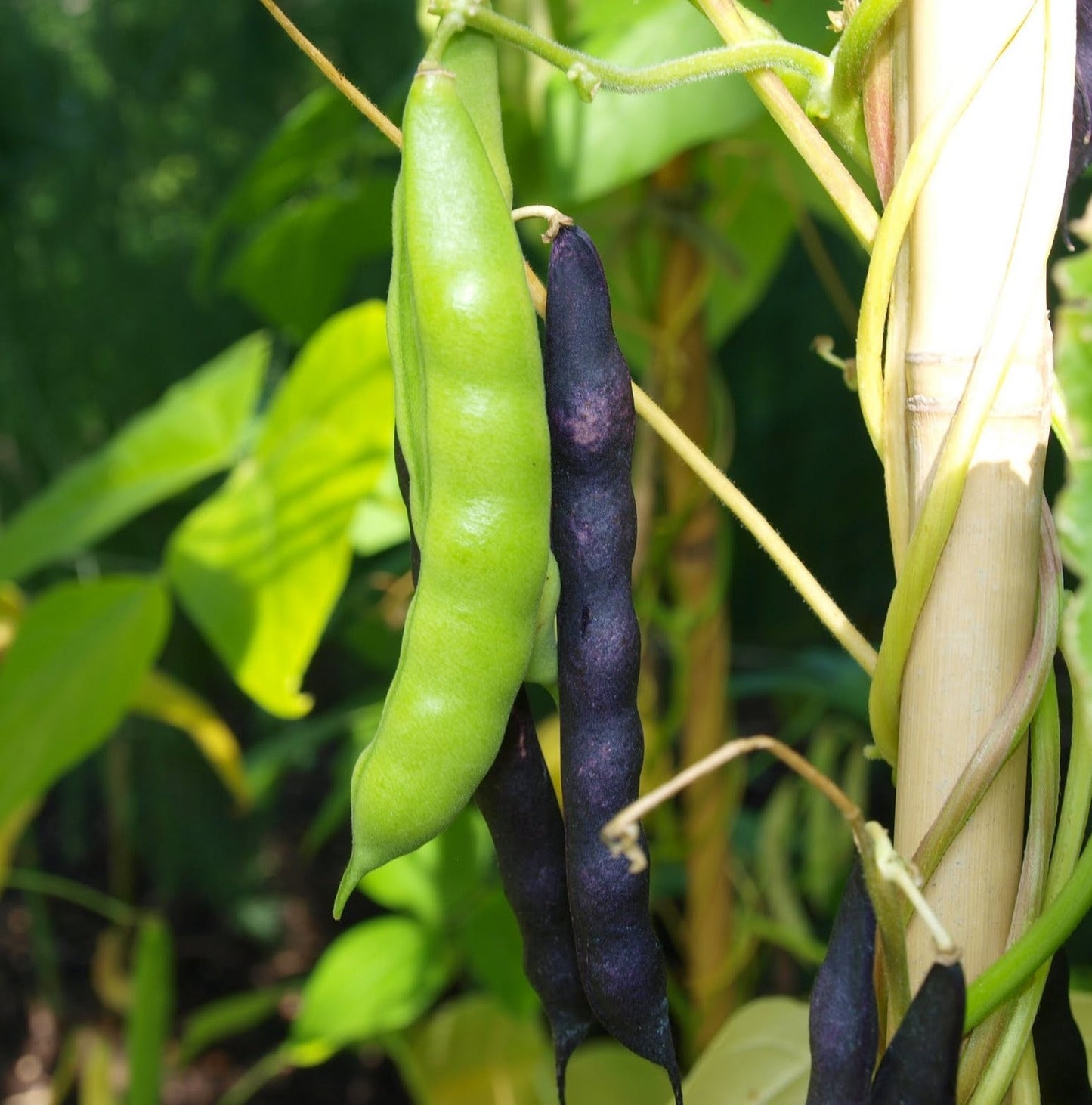 Cherokee Trail of Tears Beans - Greta's Family Gardens