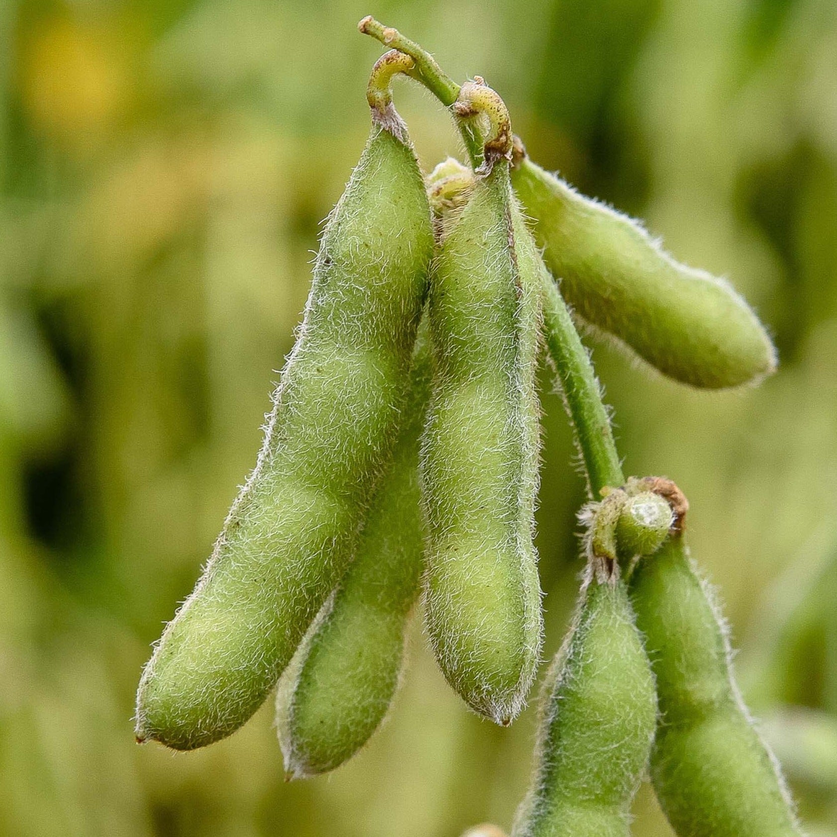 Chiba Edamame - Greta's Family Gardens