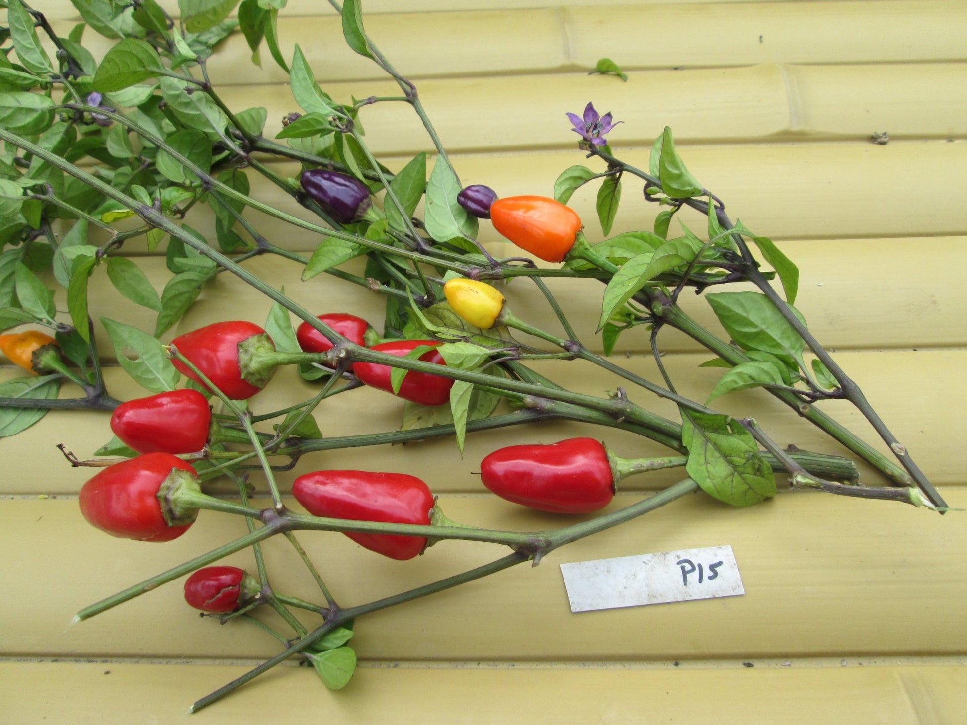 Chinese 5 Colours Hot Pepper - Greta's Family Gardens