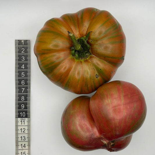 Chocolate Lightning Tomato - Greta's Family Gardens