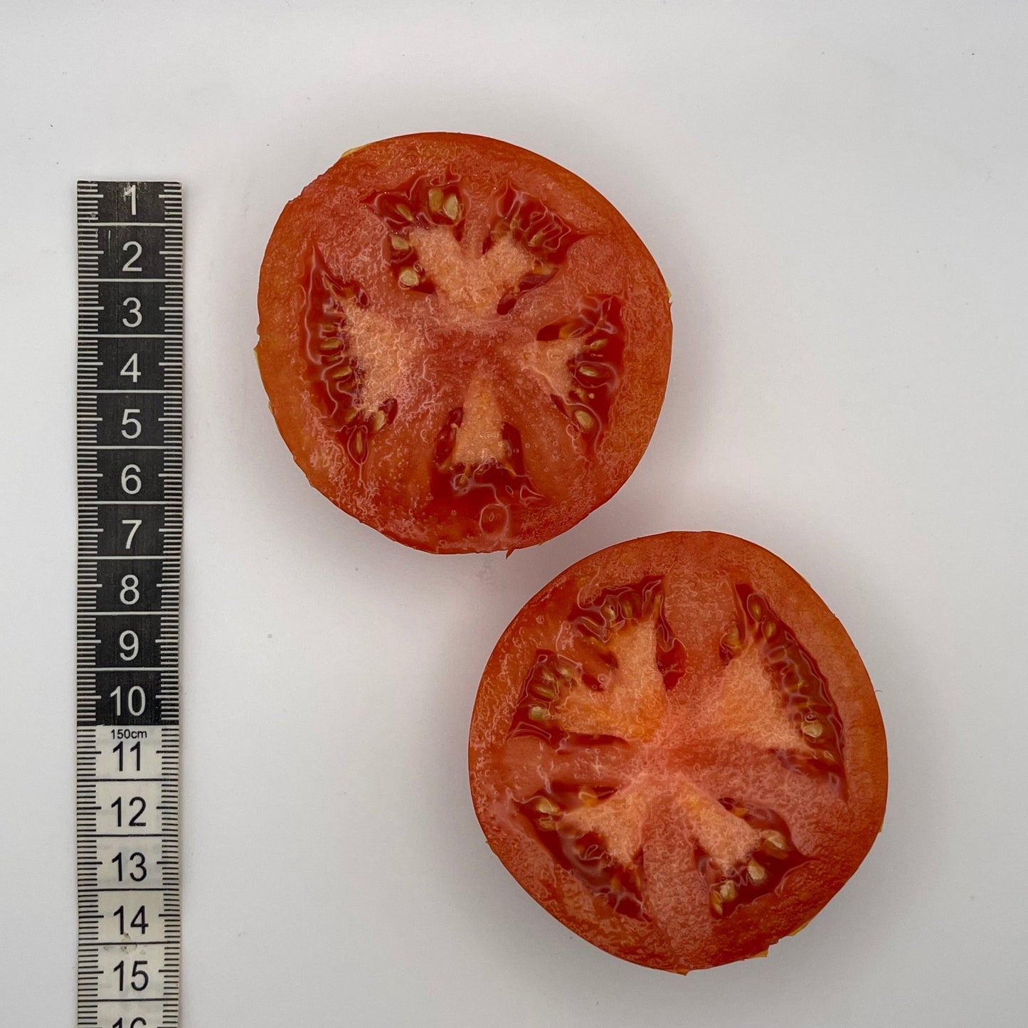 Clark's Early Jewel Tomato - Greta's Family Gardens