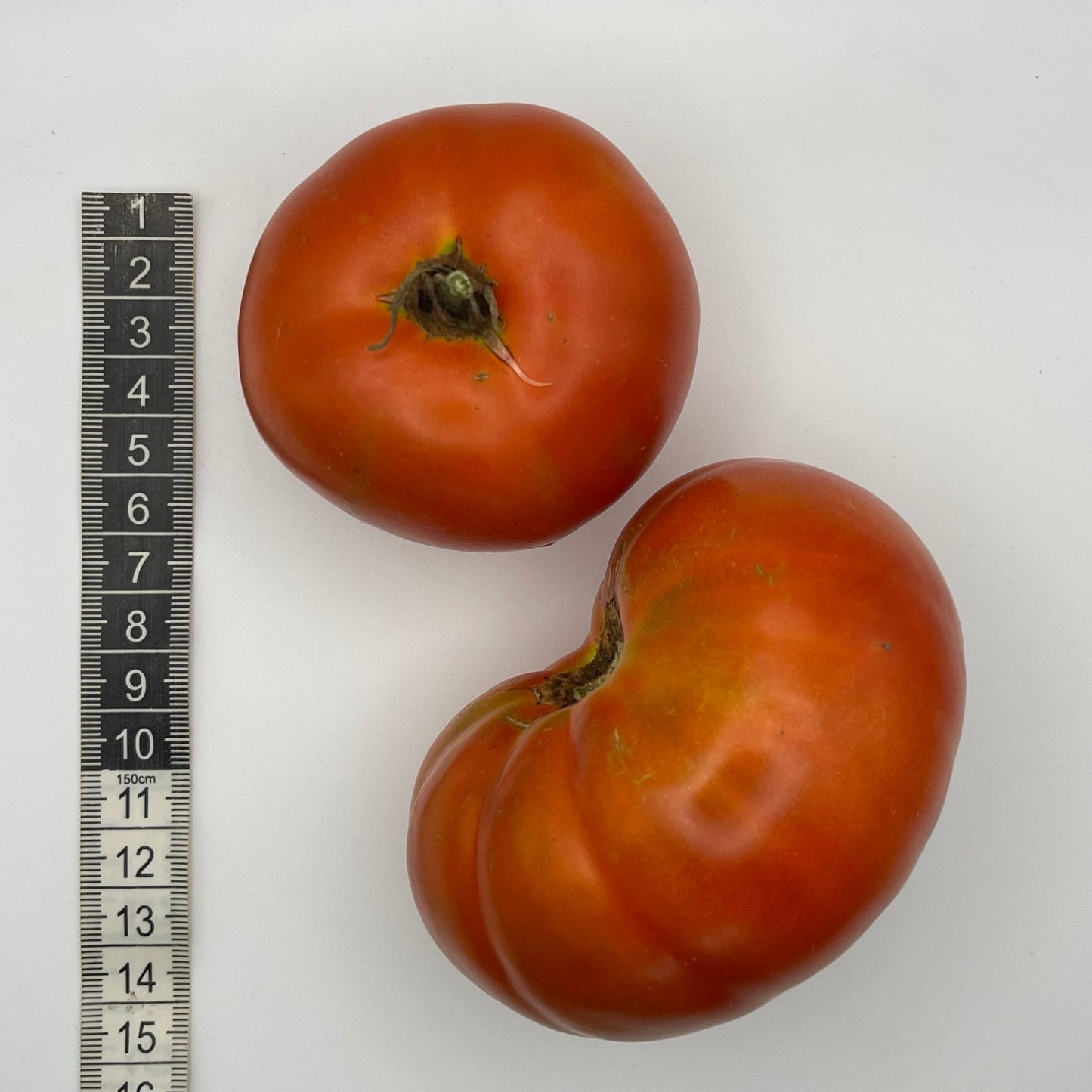 Clark's Early Jewel Tomato - Greta's Family Gardens