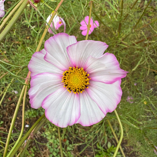 Cosmos Ballerinas - Greta's Family Gardens