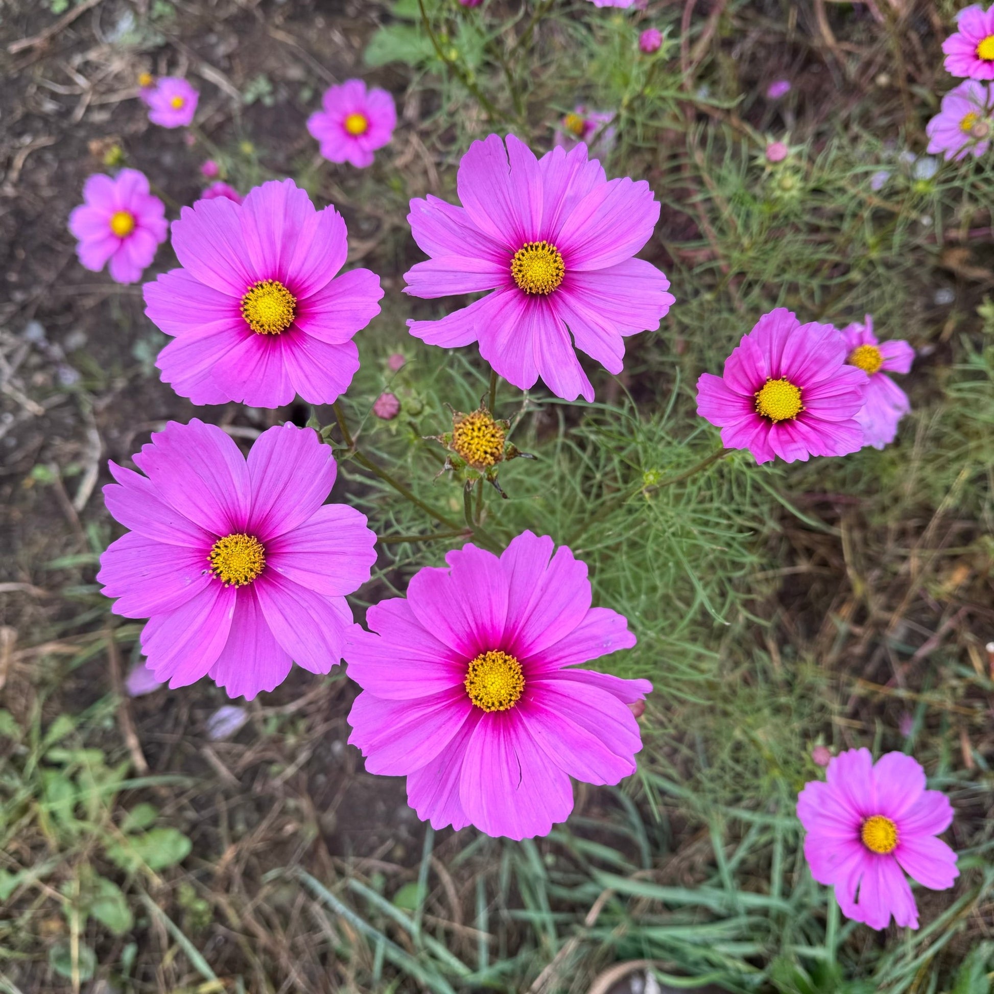 Cosmos Ballerinas - Greta's Family Gardens