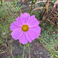 Cosmos Ballerinas - Greta's Family Gardens