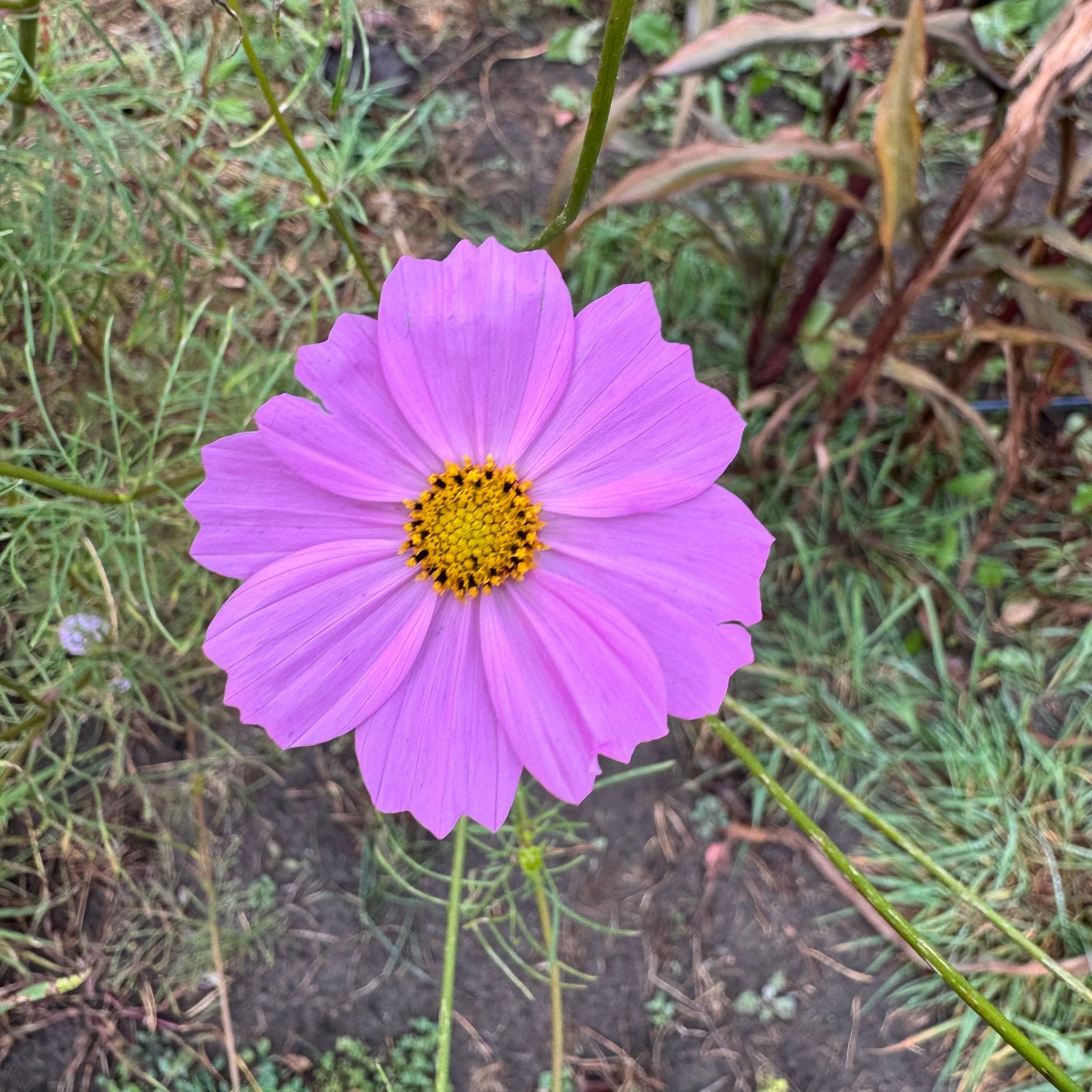 Cosmos Ballerinas - Greta's Family Gardens