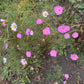 Cosmos Ballerinas - Greta's Family Gardens