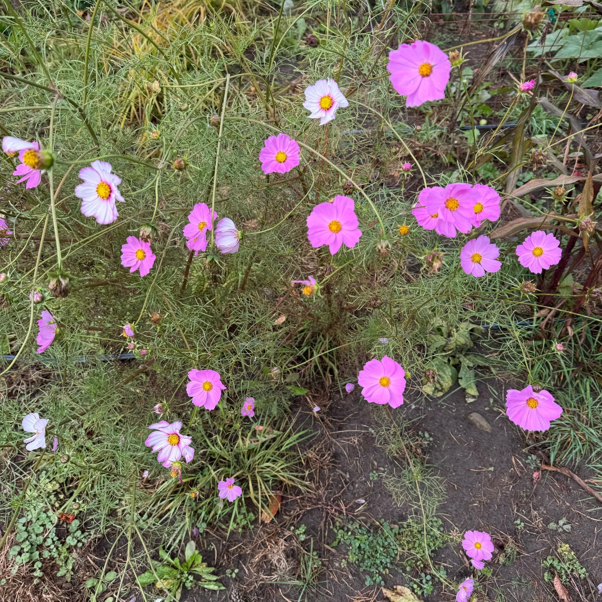 Cosmos Ballerinas - Greta's Family Gardens