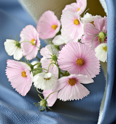 Cosmos Cupcake Blush - Greta's Family Gardens