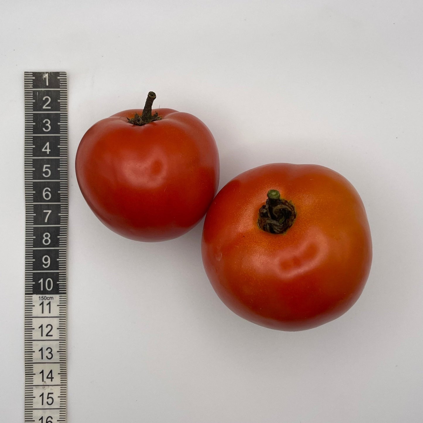 Crimson Sprinter Tomato - Greta's Family Gardens